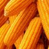 Buy Maize/Corn Wholesale