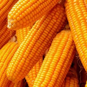 Buy Maize/Corn Wholesale