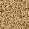 Buy Malt Barley Wholesale