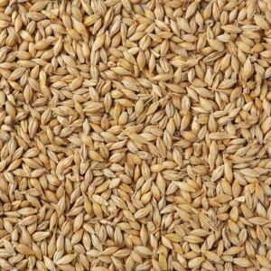 Buy Malt Barley Wholesale