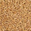 Buy Wheat Grains Wholesale