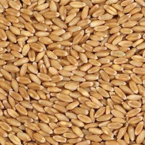 Buy Wheat Grains Wholesale